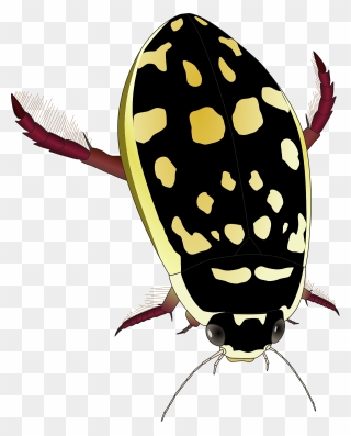 Thermonectus Marmoratus Wikipedia - Yellow And Black Water Beetle Clipart