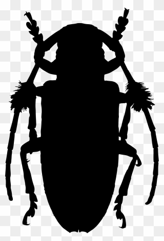 Transparent Cockroach Clipart - Beetles - Png Download