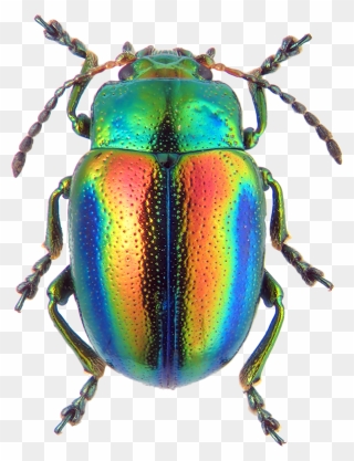 Drawing Bugs Japanese Beetle Transparent Png Clipart - Chrysolina Fastuosa