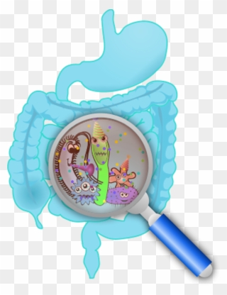 Human Intestine With A Zoom Lens Showing Organs - Gut Probiotics Clipart