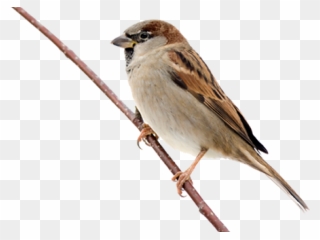 Sparrow Bird Hd Png Clipart