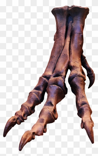 Trex Skeleton Bones Free Photo - T Rex Foot Skeleton Clipart