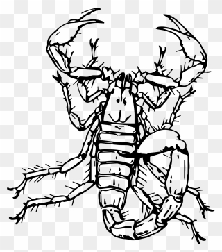Insects Clipart Scorpion - Gambar Sketsa Kalajengking - Png Download