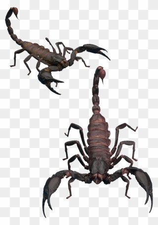 Download And Use Scorpions Png Clipart - Scorpion Transparent Background