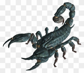 Scorpion Png Image - Fallout New Vegas Enemies Clipart
