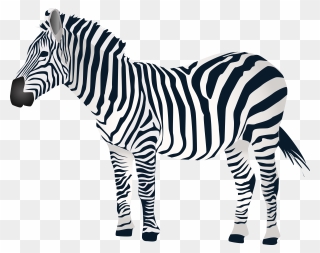Zebra Download Clip Art - Png Download