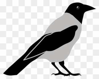 Animal, Bird, Crow, Magpie - Crow Clipart Png Transparent Png