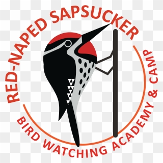 Red-naped Sapsucker Picture Clipart