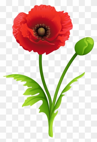 Red Poppy Clipart Image - Poppy Clipart - Png Download