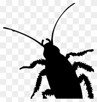 Cockroach Insect Pest Silhouette Clip Art - Diagram Of A Cockroach - Png Download