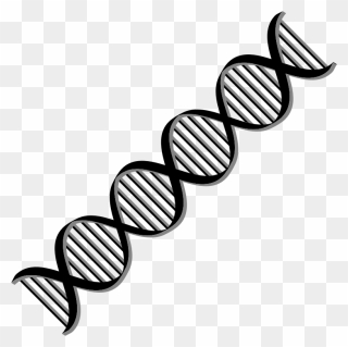 Dna Helix Variation - Double Helix Dna Clipart - Png Download