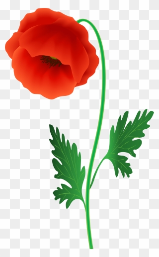 Red Poppy Flower Png Clipart Image - Corn Poppy Transparent Png