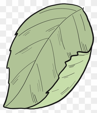 Hydrangea Leaf Clipart - Drawing - Png Download