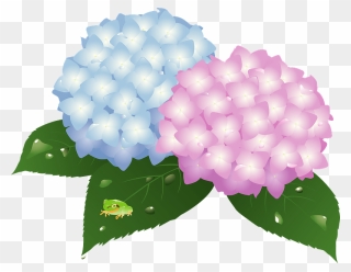 Frog Hydrangea Flower Clipart - Hydrangea - Png Download