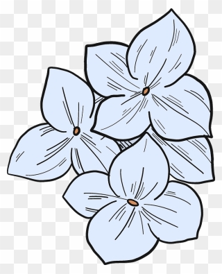 Hydrangea Flowers Clipart - Jasmine - Png Download