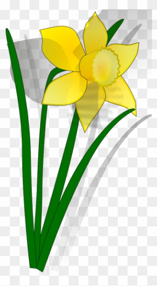Daffodil Flower Clip Art - Welsh Daffodil - Png Download (#5440223 ...