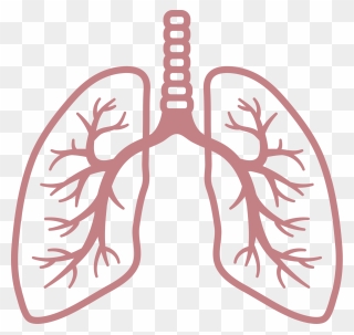 Lungs Clipart Transparent - Lungs Clipart Png