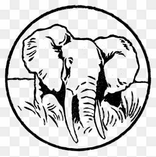 Transparent Elephant Head Clipart - Indian Elephant - Png Download