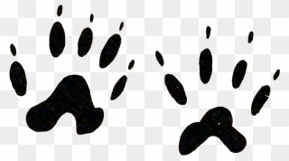 #footprints #animal #tatoo #wild #pawns #cat #catlove - Illustration Clipart