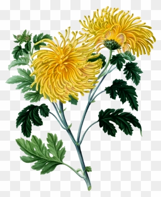 Chrysanthemum 2 Clip Arts - Chrysanthemum Clipart - Png Download