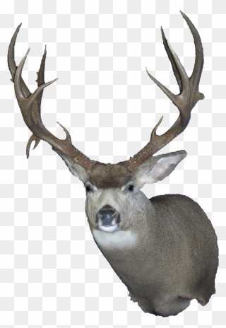 Elk White-tailed Deer Trophy Hunting Reindeer - Deer Clipart