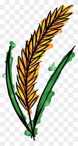 Vector Wheat Watercolor - Wheat Watercolor Png Clipart