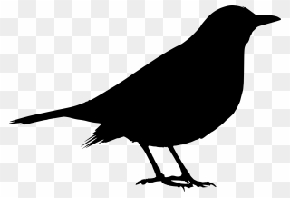 Common Blackbird Silhouette Clip Art - Blackbird Silhouette - Png Download