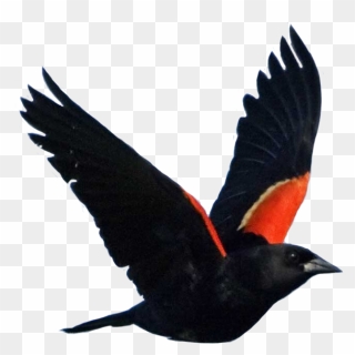 Transparent Blackbird Clipart - Clipart Red Winged Blackbird - Png Download