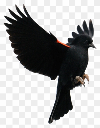 Red-winged Blackbird Common Blackbird Flight Finches - Bird In Flight Profile Clipart