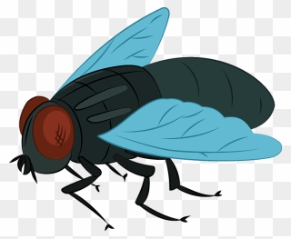 Fly Clipart - House Fly - Png Download