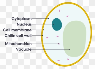 Transparent Vacuole Clipart - Circle - Png Download