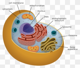 Free Png Animal Cell Clip Art Download Pinclipart