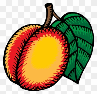 Food, Fruit, Leaf, Cartoon, Kiwi, Nectarine, Recipes - Nectarines Drawing Clipart