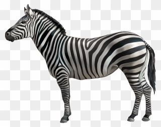Hd Animals Png - Zebra Clipart Transparent Png