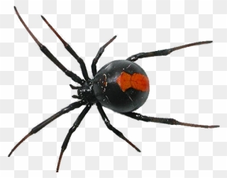 Black Widow Spider Transparent Background Clipart