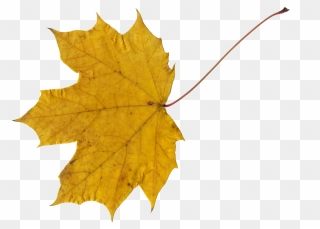 Clip Art Grape Leaves - Transparent Yellow Maple Leaf - Png Download