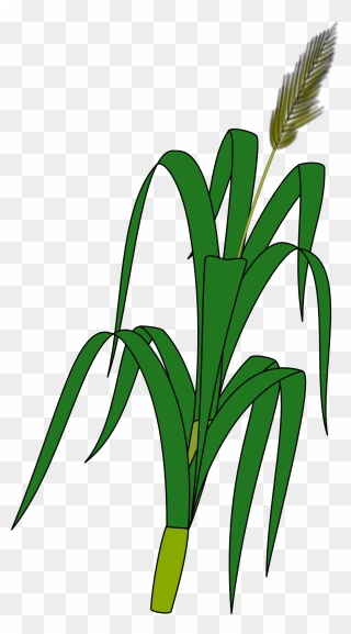 Crops Clipart Corn Leaf - Wheat Plant Drawing - Png Download