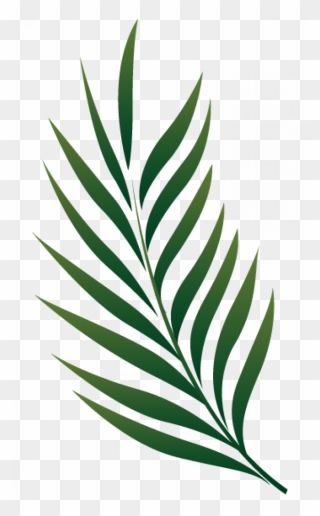 Palm Leaf Png Clipart Transparent Png