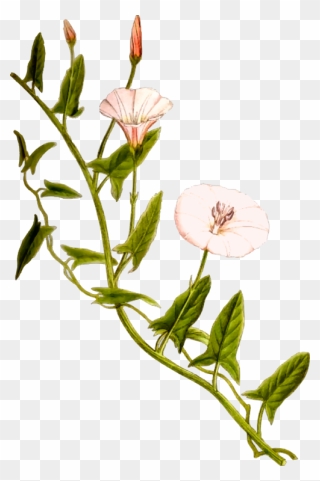 Plant,flora,branch - Bindweed Png Clipart