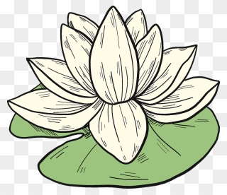 White Water Lily Clipart - Sacred Lotus - Png Download
