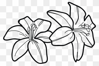 Blue Drawing Tiger Lily - Lily Clipart Black And White - Png Download