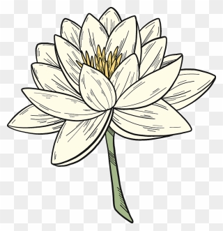 White Water Lily Clipart - Sacred Lotus - Png Download