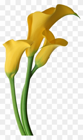 Lily Flower Drawing Pictures - Yellow Calla Lily Clipart - Png Download