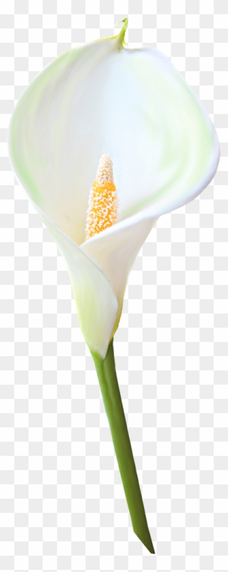 White Calla Lily Clipart Graphic Black And White Transparent - Calla Lily Single Flower - Png Download