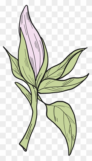 Lily Family Clipart
