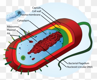 Single Celled Organisms Diagram Clipart
