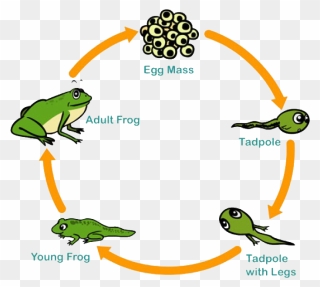 Life Cycle Of A Frog Clipart