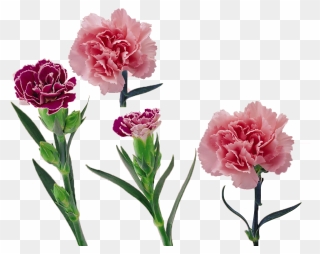 Carnation Vector Flower Huge Freebie Download For Powerpoint - Free Vector Carnation Png Clipart
