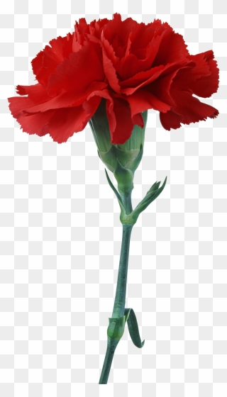 Free Download Red Carnation Clipart Carnation Flower - Png Download