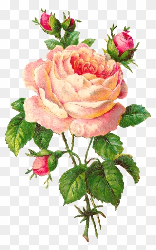 Beautiful Clipart Rose Flower - Png Download